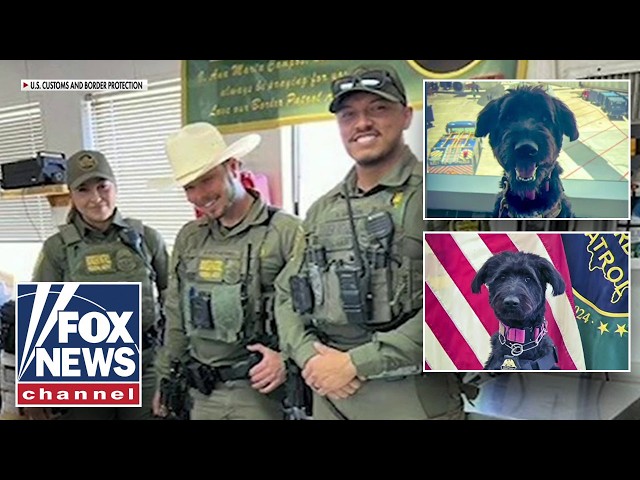 Dog SAVED from euthanasia list makes Border Patrol HISTORY