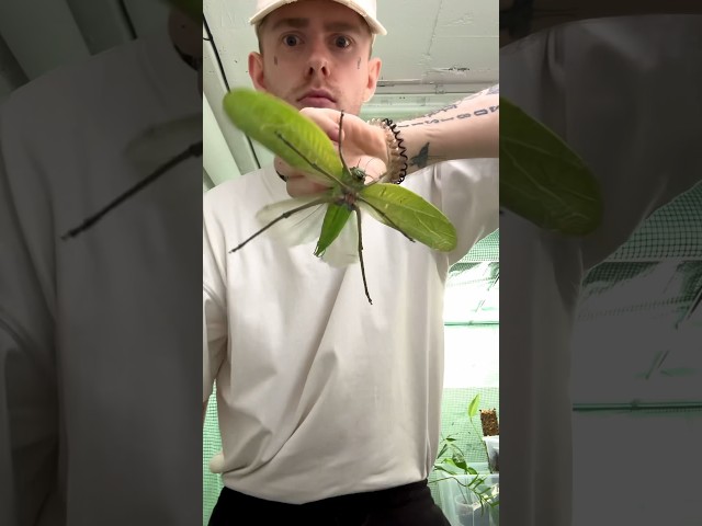 Giant Bugs Part 1