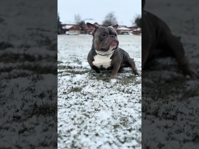 When the first snowflakes drop ❄️ #shorts #microbullies #viralshorts #funny #dogs