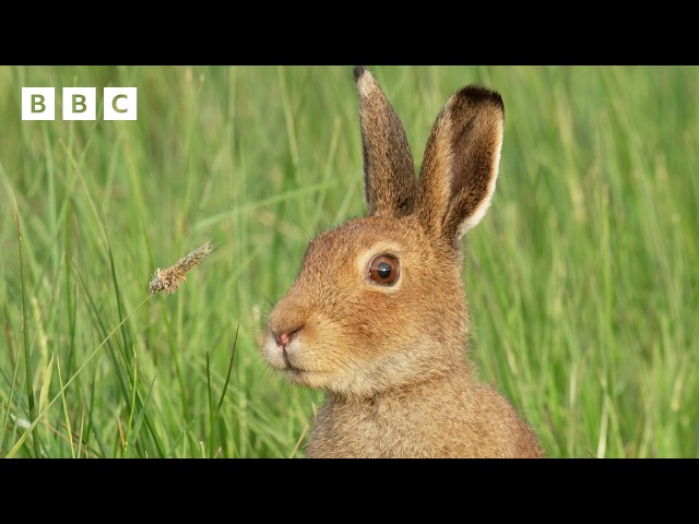 🔴 LIVE wildlife cameras 🌿 31 May 🐦 BBC Springwatch 2026