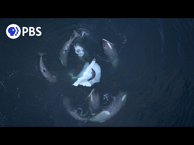 Killer Whales Teach Young To Hunt