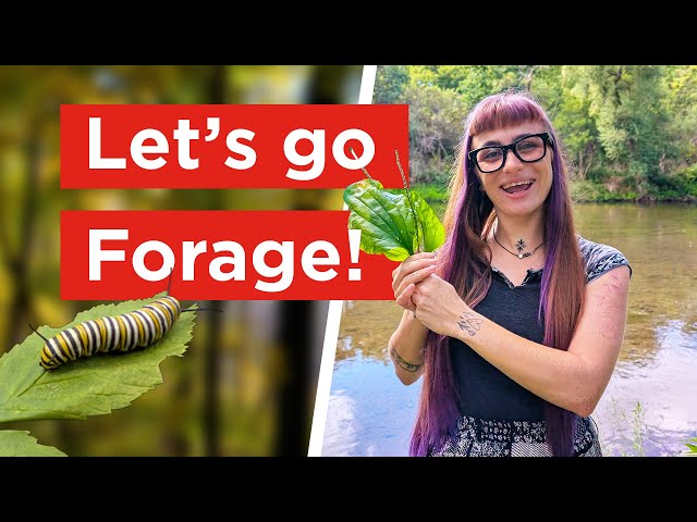 I Foraged Wild Plants in the Forest — Here’s What I Found!