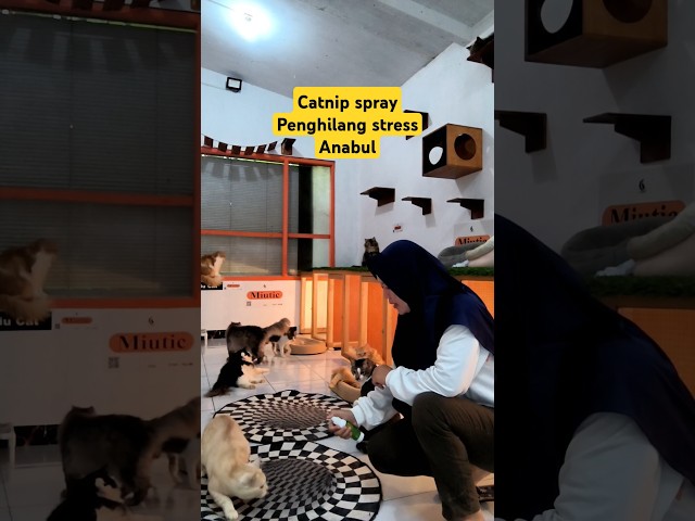 Catnip spray penghilang strees kucing #shortvideo #fyp #catnip #catnipspray #kucinggemoi #kicinglucu