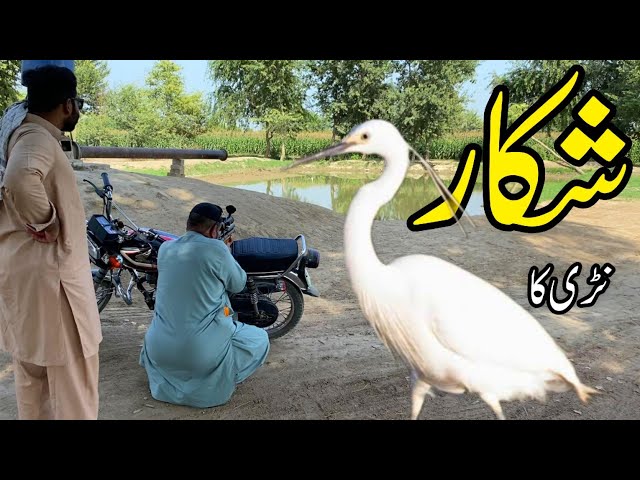 Nari ka Shekar|Hunting Season|wild life|Best hunting video|Best meat for food|Nature|