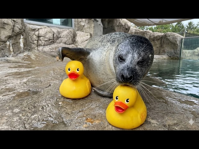 Funny Seal / Sea lion Moments Hilarious Compilation
