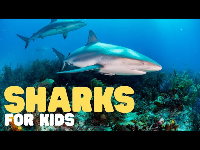 Sharks for Kids | Learn all about these big fish!