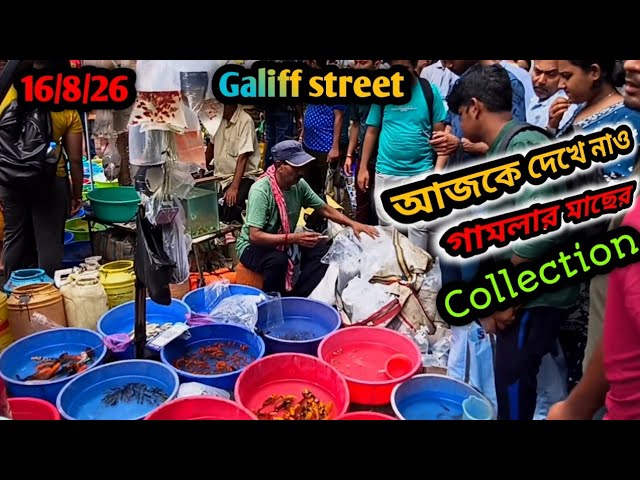 আজকে দেখে নাও গামলার মাছের Collections l Galiff street fish market l Baghbazar Sokher Haat l 