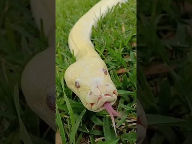 🔥 "BURMESE PYTHON CARE GUIDE – The TRUTH About Owning One!"