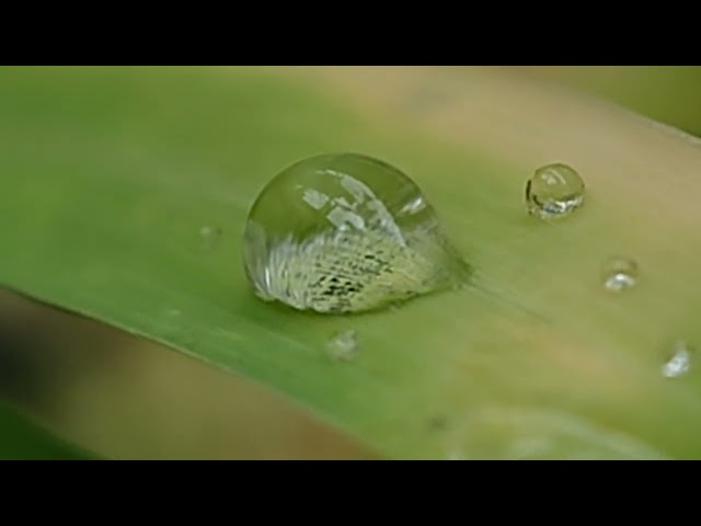 Beautiful morning dew