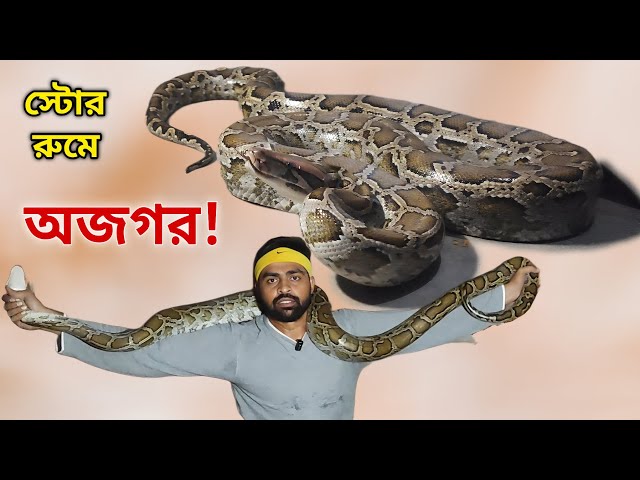 সাড়ে দশ ফুটের ময়াল সাপ উদ্ধার গৃহস্থের ঘর থেকে! মাঝরাতেও গোটা পাড়া নিদ্রাহীন! Rock Python Rescued