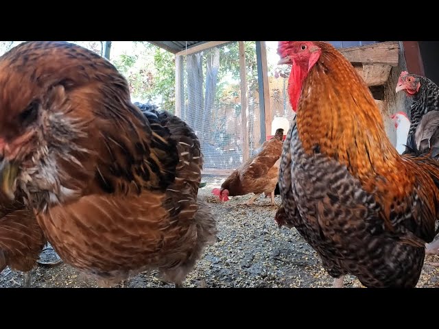 Backyard Chickens Continuous 4 Hours Long Chicken Sounds Noises Hens Clucking Roosters Crowing!