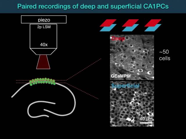 Sublayer-Specific Coding in Hippocampal Area CA1