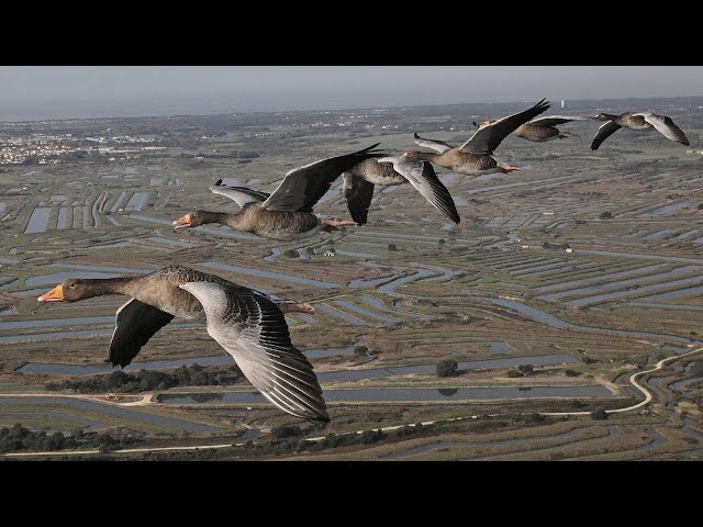 El gran viaje de las aves migratorias - Documental completo en español.