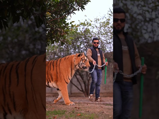 Big Tiger Loves to Walks in Chain | Nouman Hassan