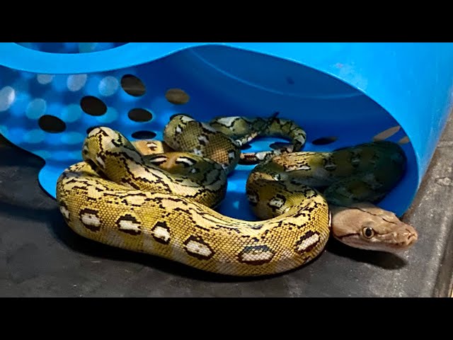 SDS 39: Food Enrichment for Snakes