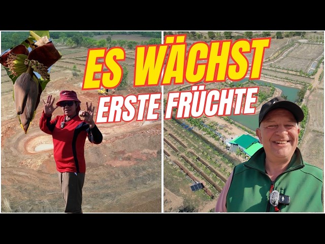 From plan to reality - The first fruits after 8 months in northeastern Thailand - Episode 90