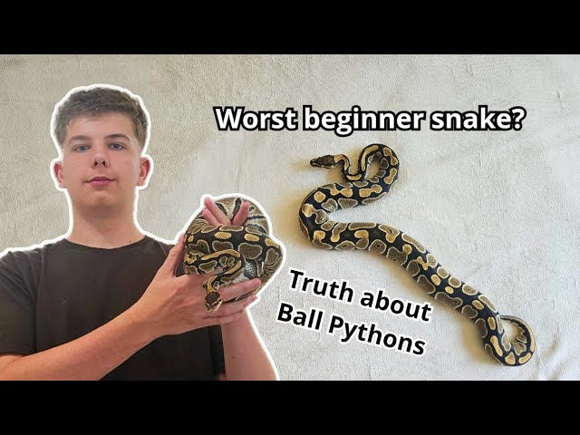 Honest truth about Ball Pythons...