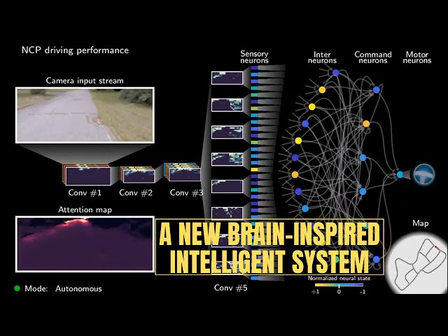 A new brain-inspired intelligent system can drive a car using only 19 control neurons!