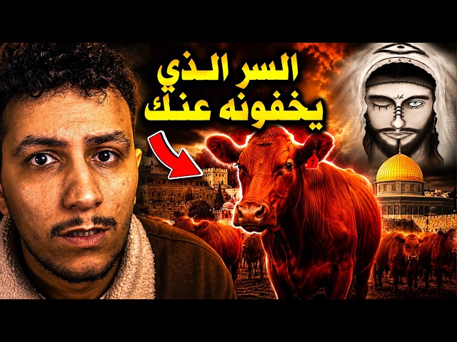 البقرة الحمراء وصلت… هل بدأت النهاية؟ ( نعم )