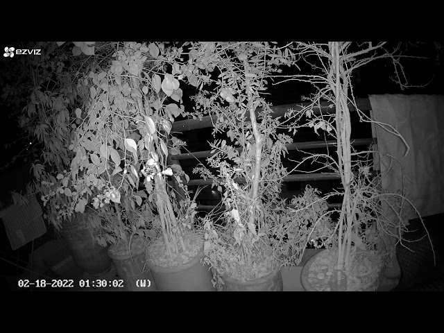 2022/02/18 - The birds of Marrakech - Common bulbul Live Stream