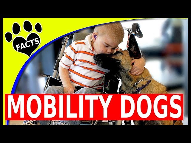 Top Mobility Service Dog Breeds for Independence and Assistance - Dogs 101