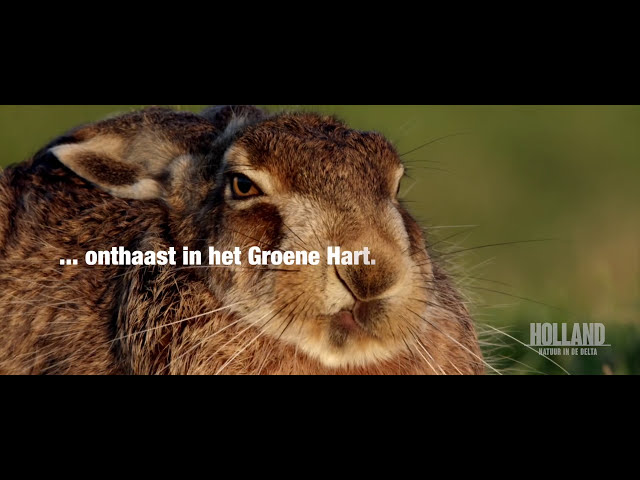 Sfeerimpressie Groene Hart zien, doen en beleven!