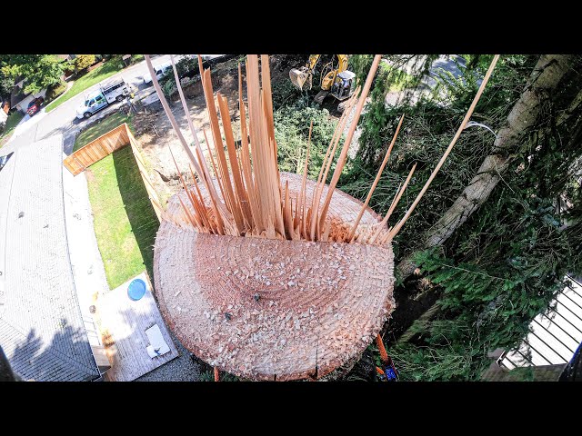2019 Epic Tree Topping Compilation!