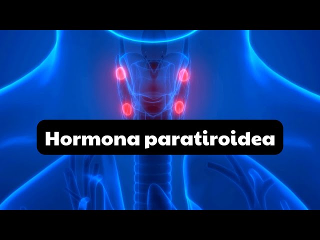 PARATHYROID HORMONE PHYSIOLOGY