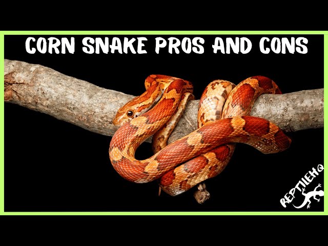 The Pros AND Cons of Having a Corn Snake as a Pet!