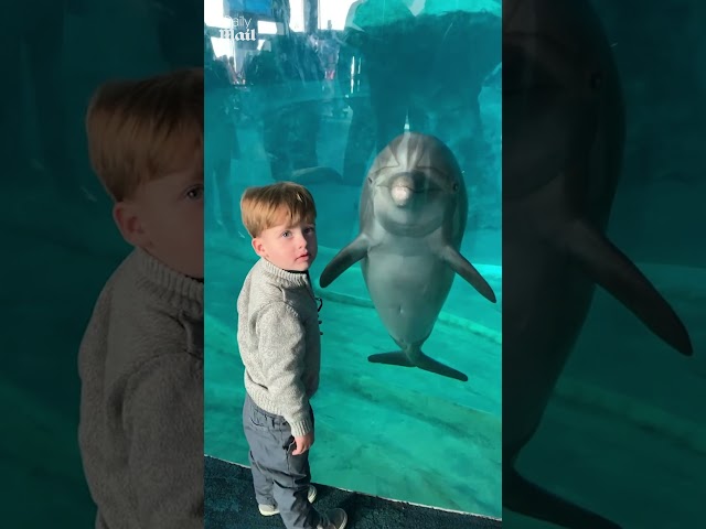 Dolphin performs trick for human best friend