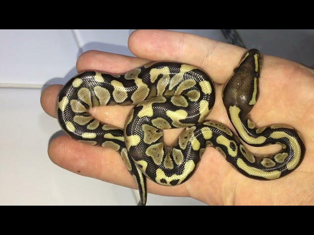 piton bola (python regius) fase butter