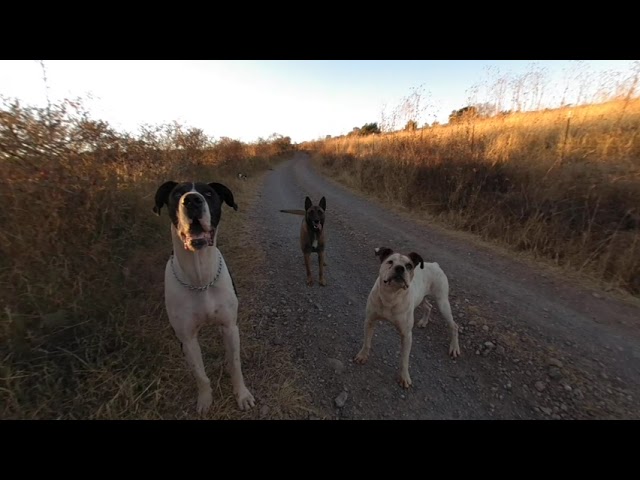 Perros en realidad virtual | VR Experience #293