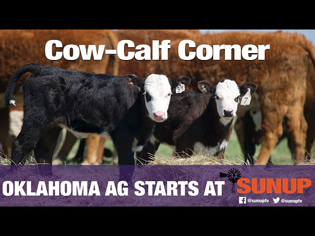 Cow-Calf Corner - Culling aggressive cattle (5/25/19)