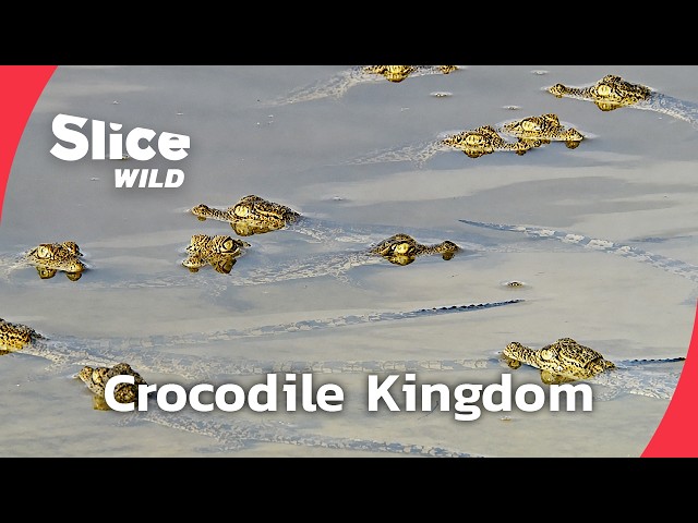Inside the Nile’s Crocodile Wars | FULL DOC | SLICE WILD