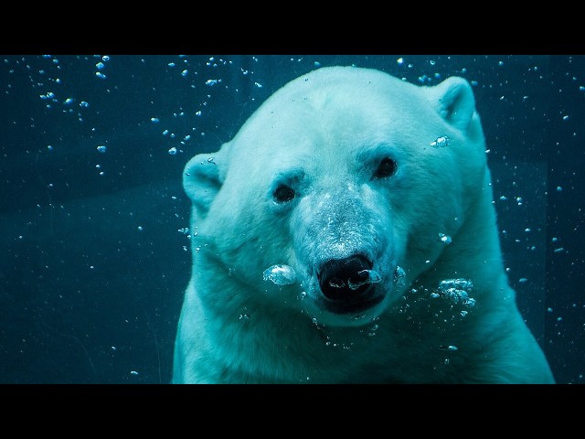 Facts: The Polar Bear