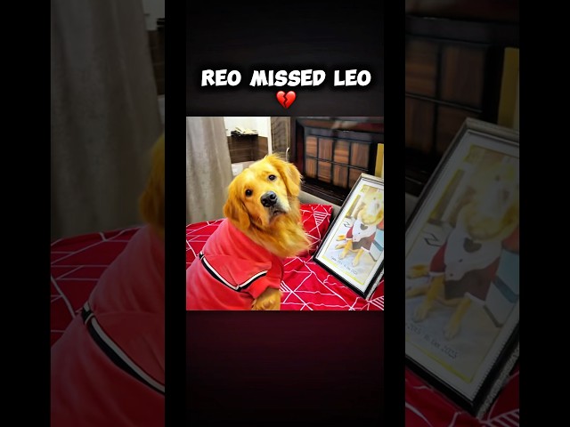 leo is no more 🥺💔 I miss you Leo 😭#sad #viral #leo #ripleo #sadsong @AnantRastogi