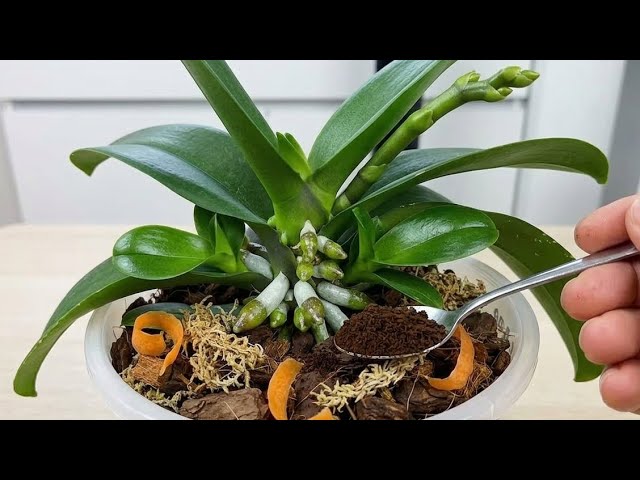 Forget Fertilizer! This Secret Helps Orchids Root and Bloom Year-Round!