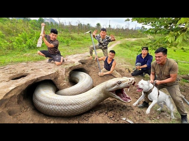 Brave Hunter Uses Pitbull to Dig Up and Catch a Giant White Python