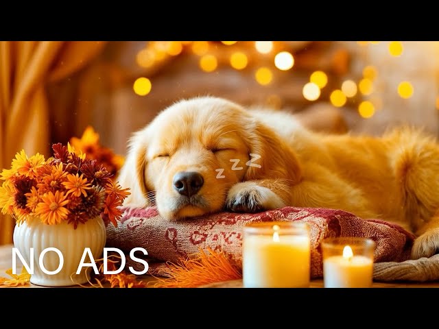24 HOURS of Dog Calming Music For Dogs🎵💖Anti Separation Anxiety Relief Music🐶Sleep dog Healing🎵
