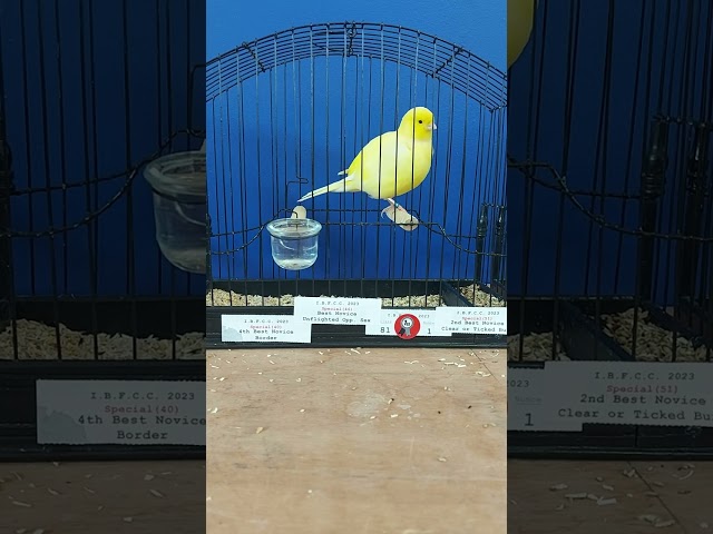 Border canaries, IBFCC show 2023 ,top seven Novice winners.