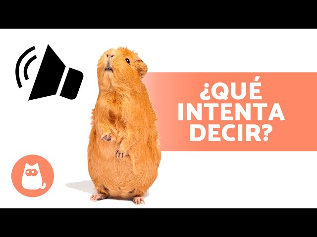 Guinea Pig Sounds and Their Meaning 🐹 What is your guinea pig trying to tell you?