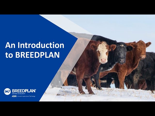 An Introduction to BREEDPLAN