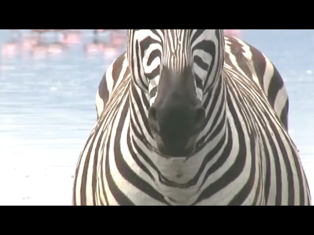 Zebras Look Like Horses. Inside, They're Nothing Alike.