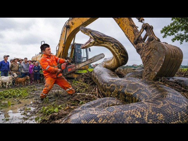 Excavator Uncovers a Giant Python While Digging | Villagers Launch a Dangerous Rescue