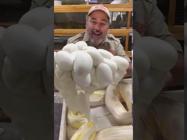 Amazing Egg Snake alot of in The Zoo