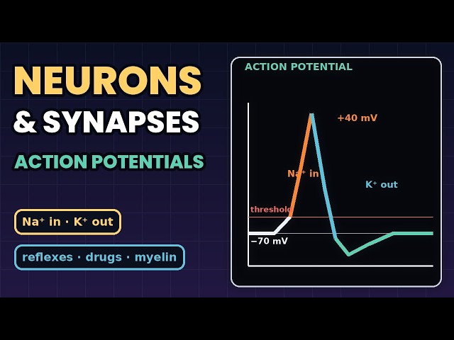 Neurons, Action Potentials, Synapses & Reflexes: Year 11–12 Biology