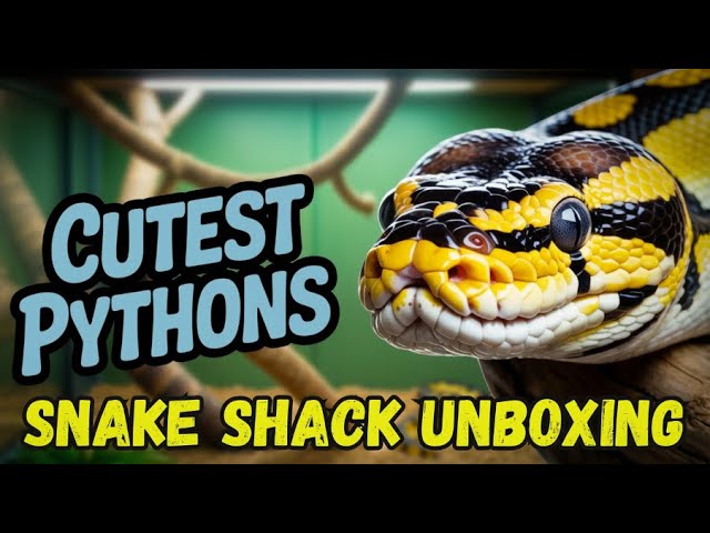 We Found THESE at Exeter Exotics | New Snake Unboxing (Gizmo, Bugsy, Molly and Fanta)