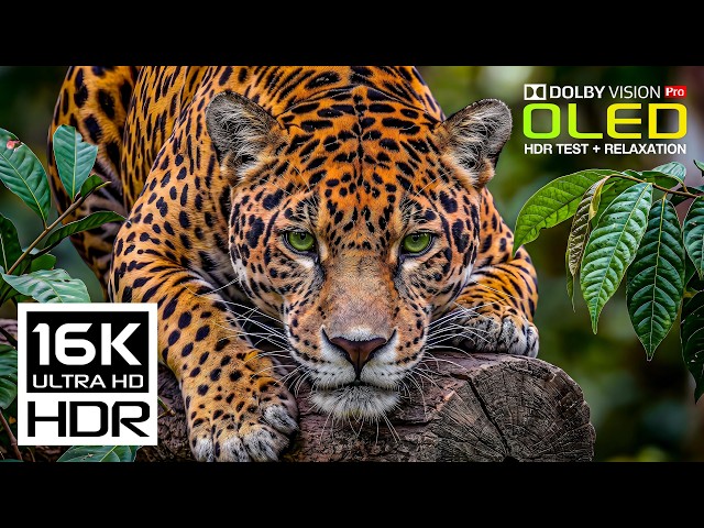 Craziest Dolby Vision HDR TEST 120fps | Animals Nature Video (8K/4K Video ULTRA HD TV)