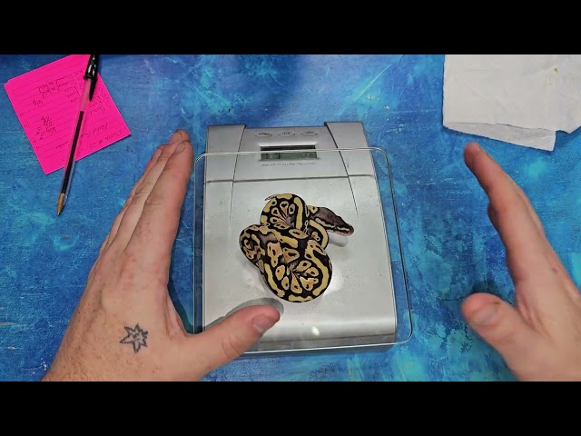 Twenty-third Ball Python Clutch of 2025 Update: White Diamonds!
