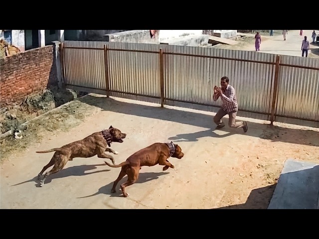 People Who Messed With the Wrong Guard Dogs